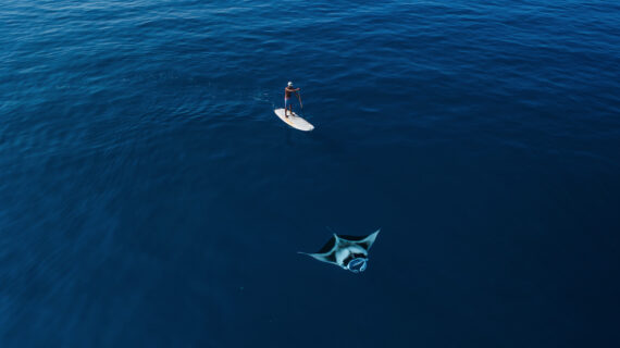 The Maldives is one of the best places in the world to see and swim with manta rays.
