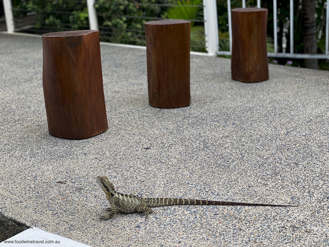 Vibe Hotel Gold Coast Lizard