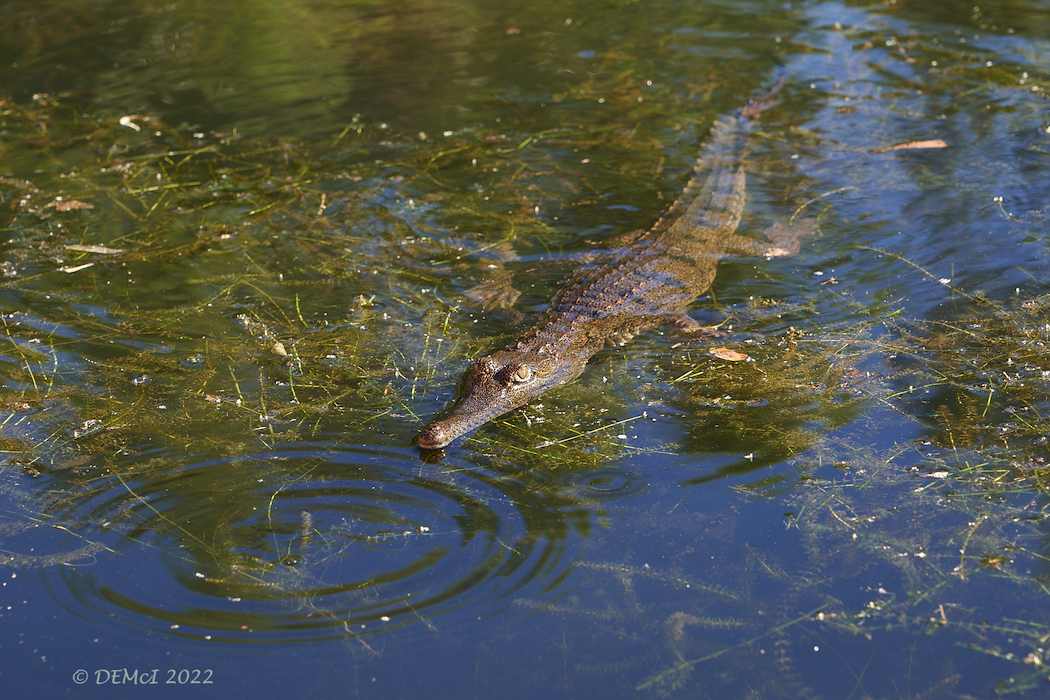 A young, curious freshwater crocodile.