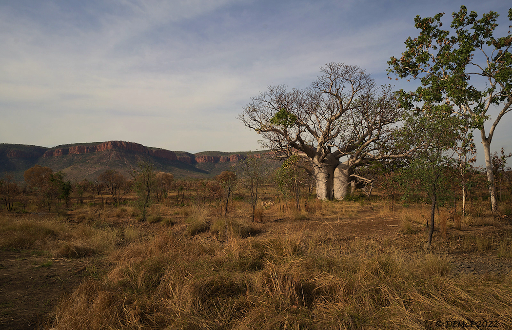 Boab landscape, El Questro station.