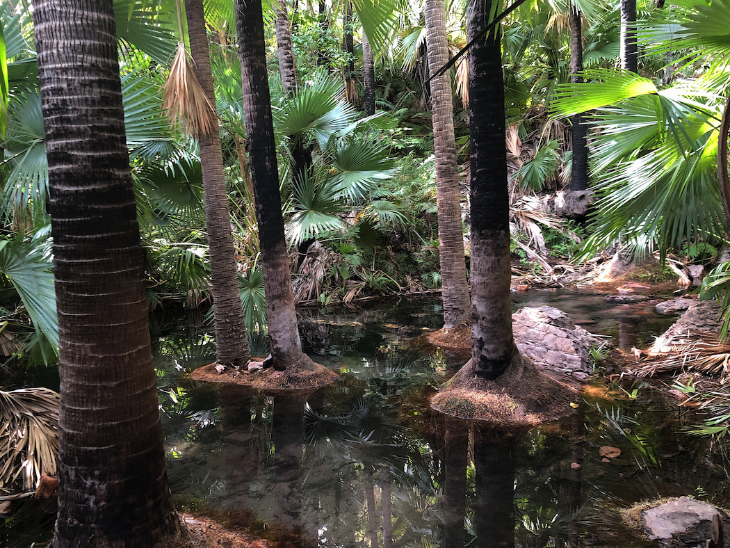 Zebedee Springs, El Questro, a beautiful oasis with ancient Livistona palms.