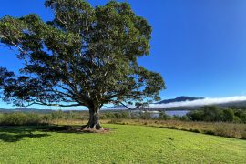 Wander at Overflow Estate Tree swing and mist