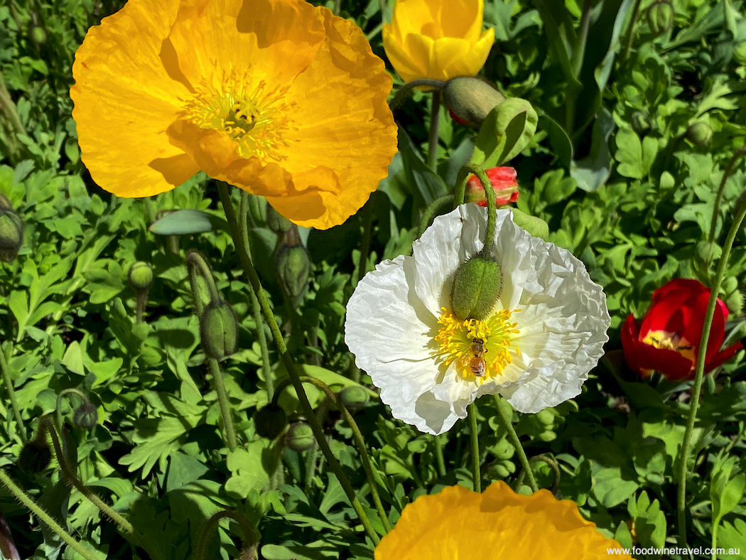 Floriade 2022 in Commonwealth Park Canberra