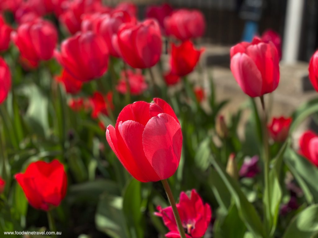 Floriade 2022 in Commonwealth Park Canberra