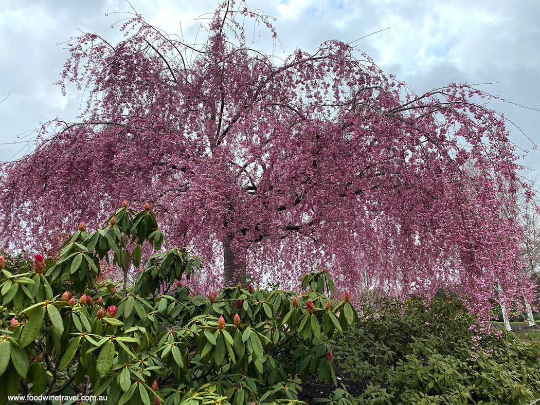 Mayfield Garden cherry blossom.