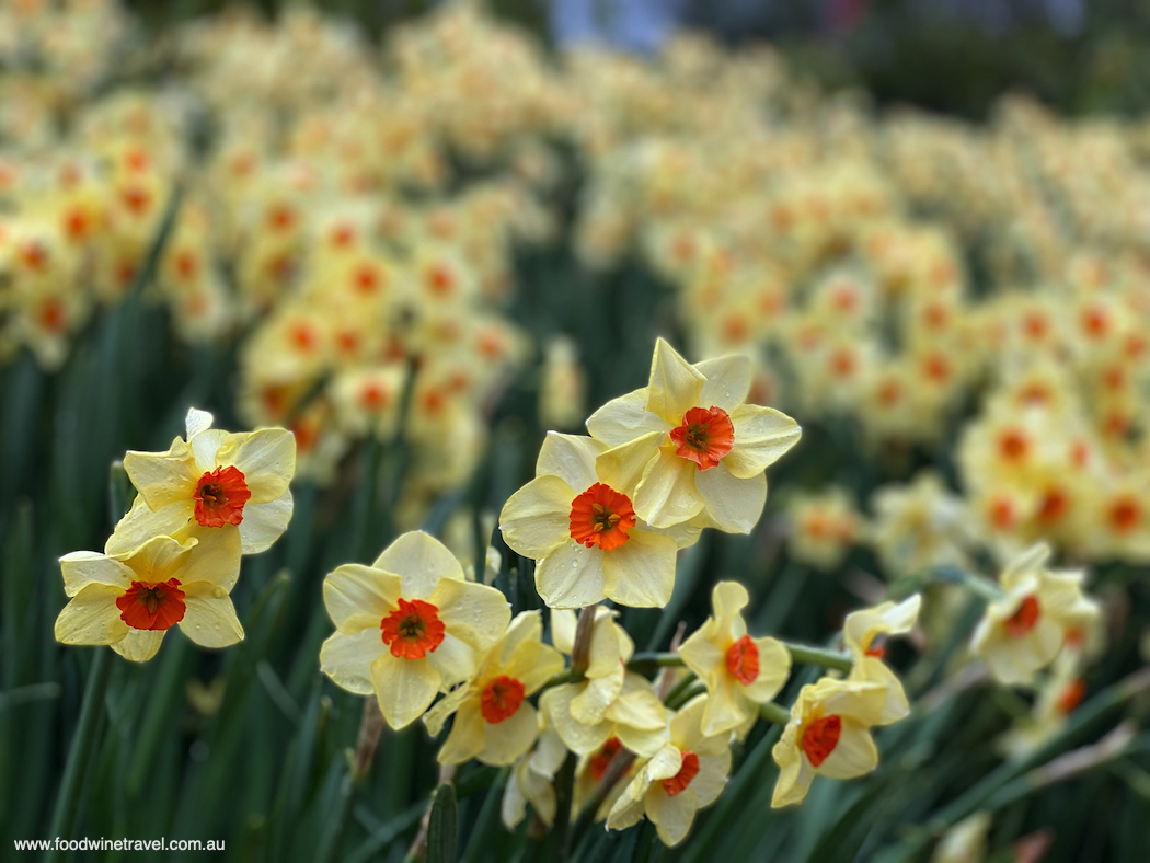 Spring flowers at Mayfield Garden