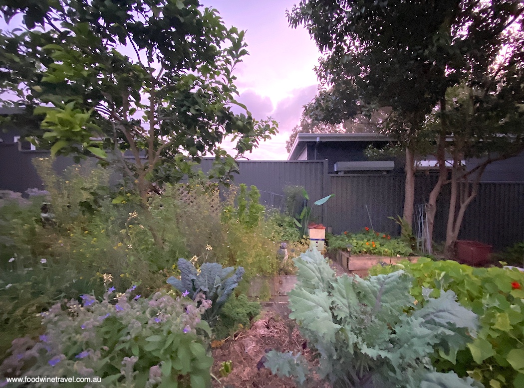 The garden at Boronia Kitchen in Hunters Hill.