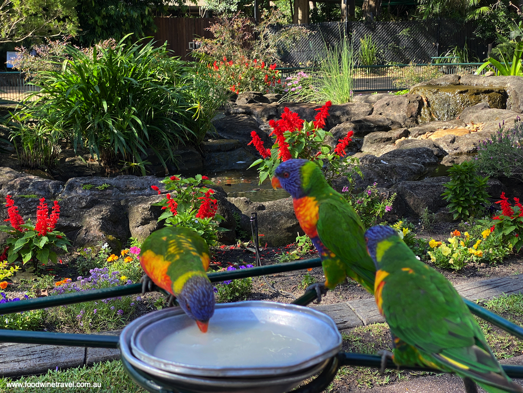 Feeding the birds at Currumbin Wildlife Sanctuary.