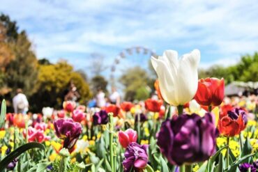 Floriade, Australia’s biggest celebration of spring, held from mid-September to mid-October.
