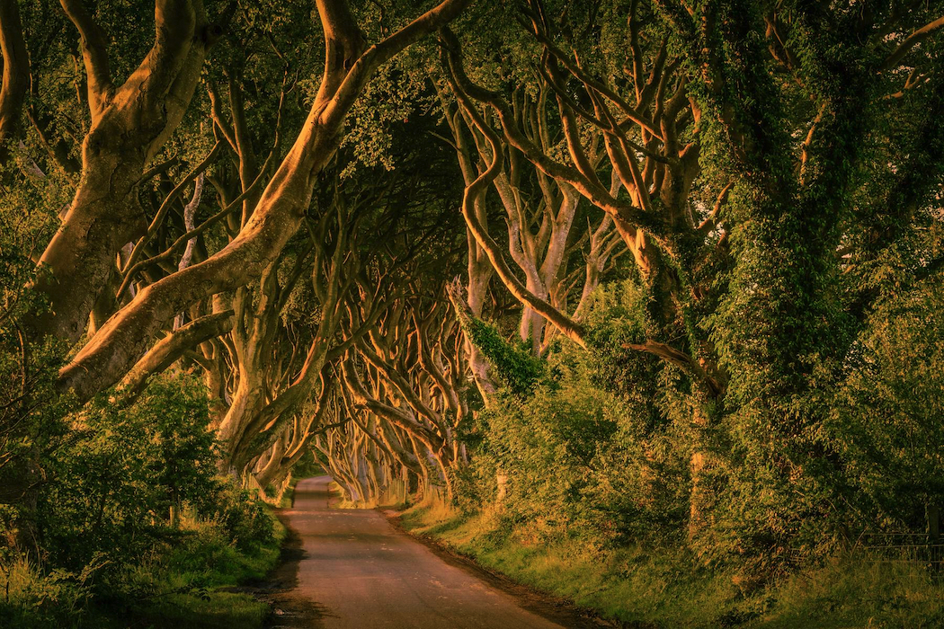 County Antrim’s Dark Hedges were the iconic King’s Road in Game of Thrones.