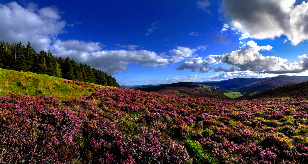 It's difficult not to fall in love in Wicklow Mountains National Park.