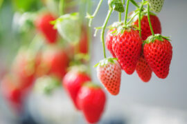 The world's finest strawberries Shizuoka Japan
