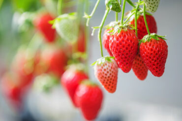 The world's finest strawberries Shizuoka Japan