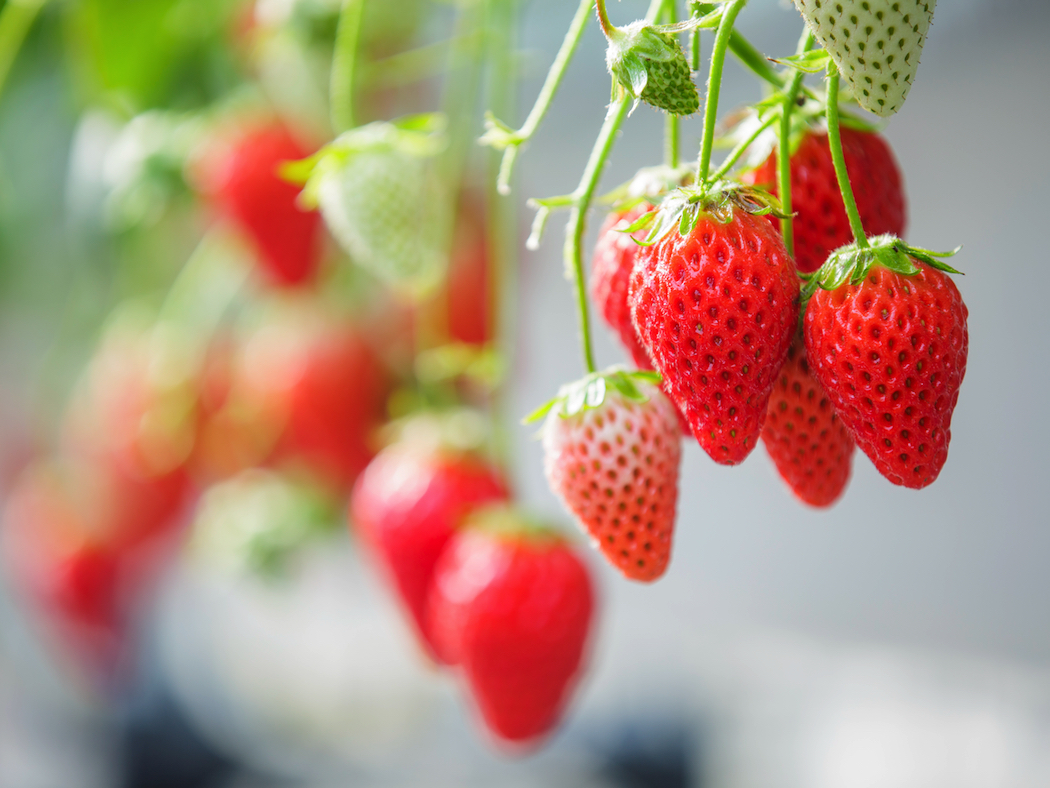 The world's finest strawberries Shizuoka Japan