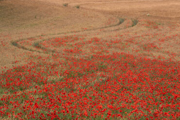 The Flanders Fields were transformed by the First World War.