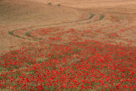 The Flanders Fields were transformed by the First World War.