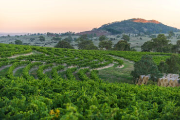 Pewsey Vale Vineyard, in South Australia's Eden Valley, is dedicated solely to Riesling.