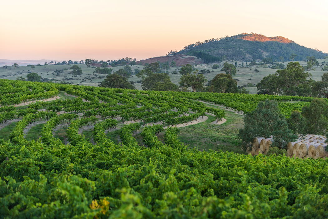 Love Riesling. Pewsey Vale Vineyard, in South Australia's Eden Valley, is dedicated solely to Riesling.