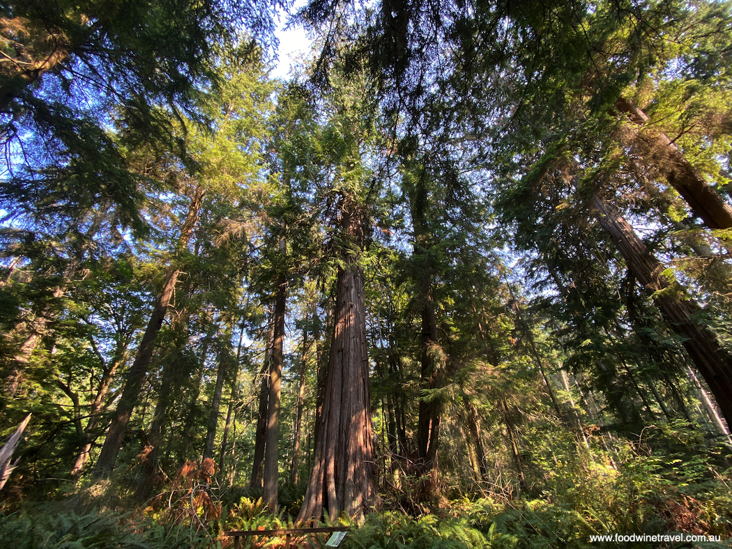 The 500-year-old cedar tree on Whidbey Island: a spot for quiet reflection.