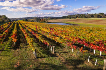 Orange region winery Stockman's Ridge produces two different styles of Grüner Veltliner.