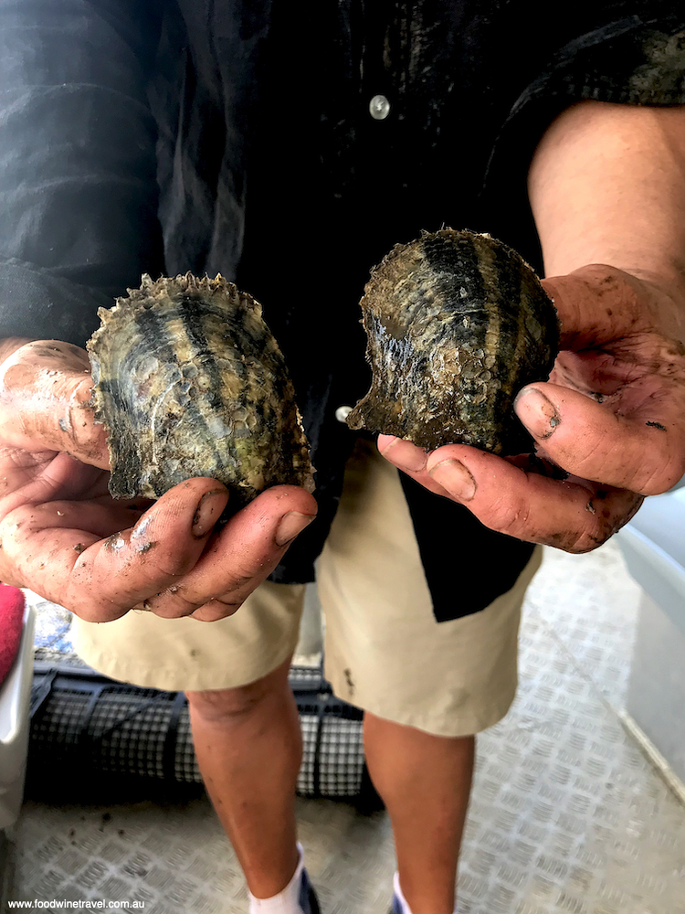 The barnacle-encrusted oysters are brought up and cleaned every four weeks.