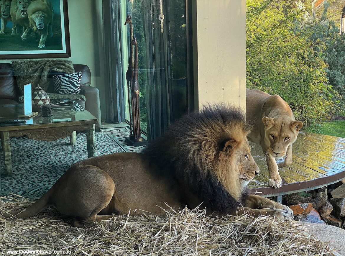 Jamala Wildlife Lodge, National Zoo and Aquarium, Canberra. Mlinzi and Nairibi, our roommates in Lion bungalow 1.