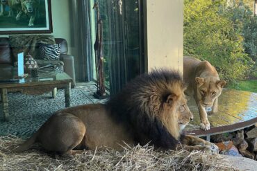Jamala Wildlife Lodge, National Zoo and Aquarium, Canberra. Mlinzi and Nairibi, our roommates in Lion bungalow 1.