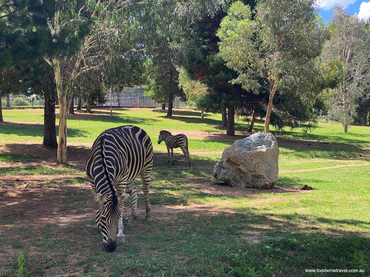 National Zoo and Aquarium, Canberra. Everyone wants to see zebras, according to our guide, Taylor.