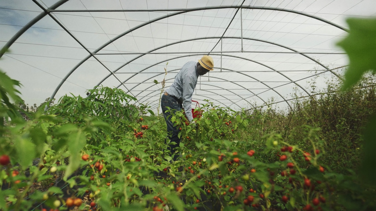 Western Sydney food producers. Auburn Friendship Garden will host a discussion on the deep connections between market gardening, cultural heritage, and community.