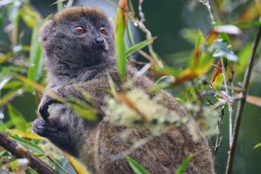 Madagascar Bamboo Lemur