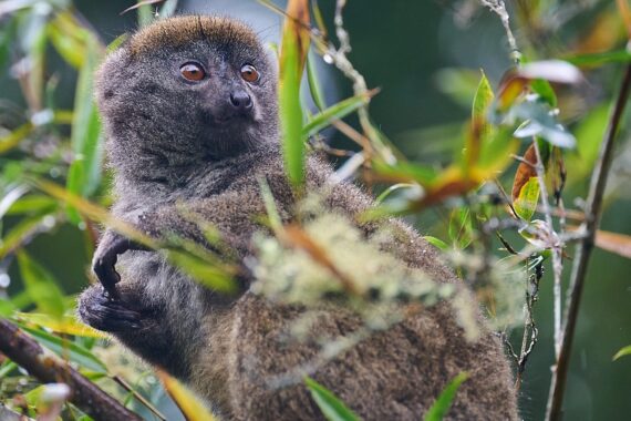 Madagascar Bamboo Lemur