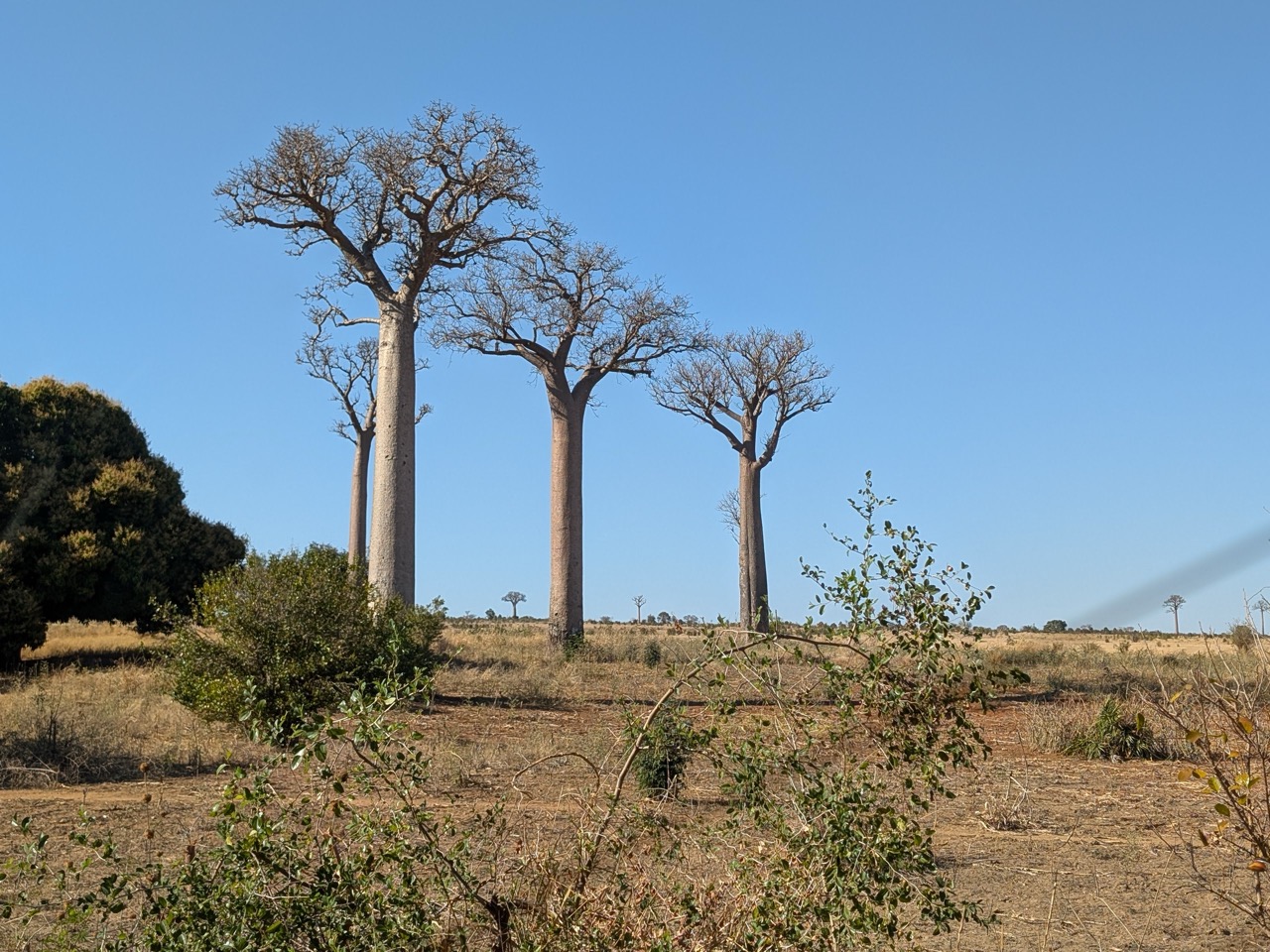 Six of the nine species of baobabs are endemic to Madagascar. Photo © David McIlroy.