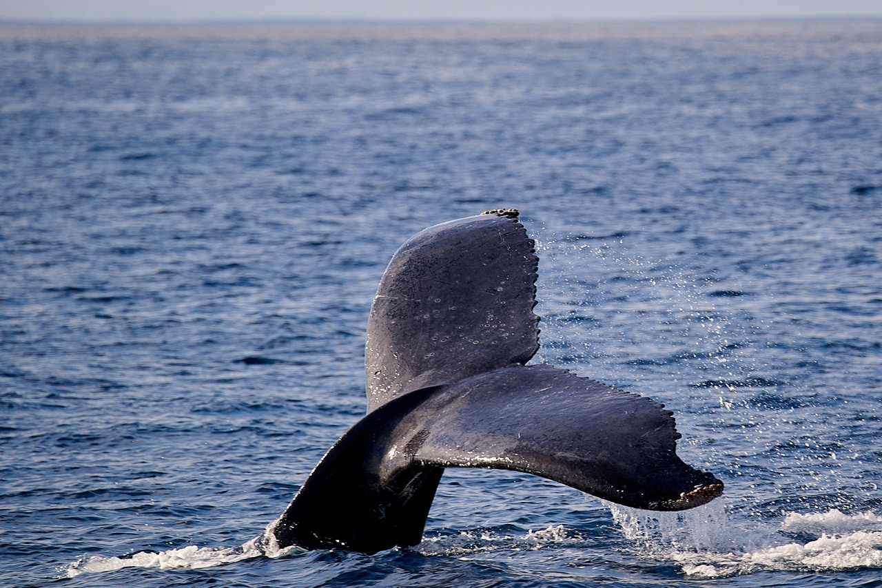 Ifaty, Madagascar, is a great spot for whale watching. Photo © David McIlroy.
