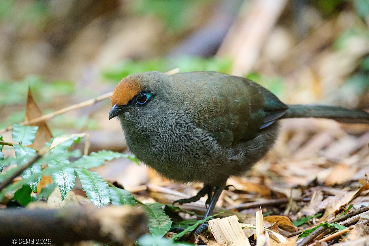 The Coua bird is endemic to Madagascar.