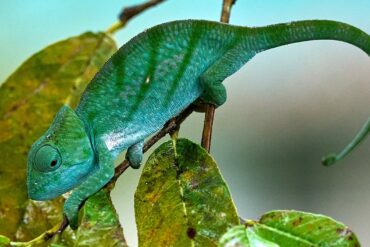 The Indri chameleon … a sight to behold.