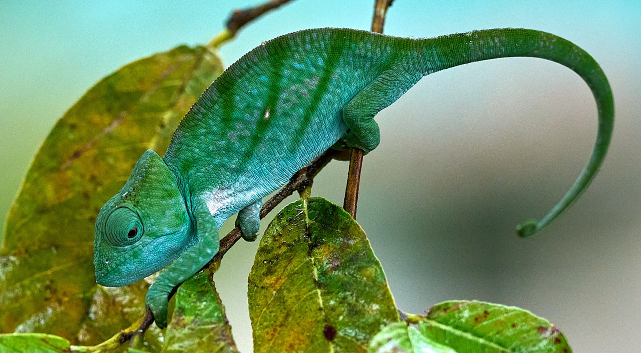The Indri chameleon … a sight to behold.