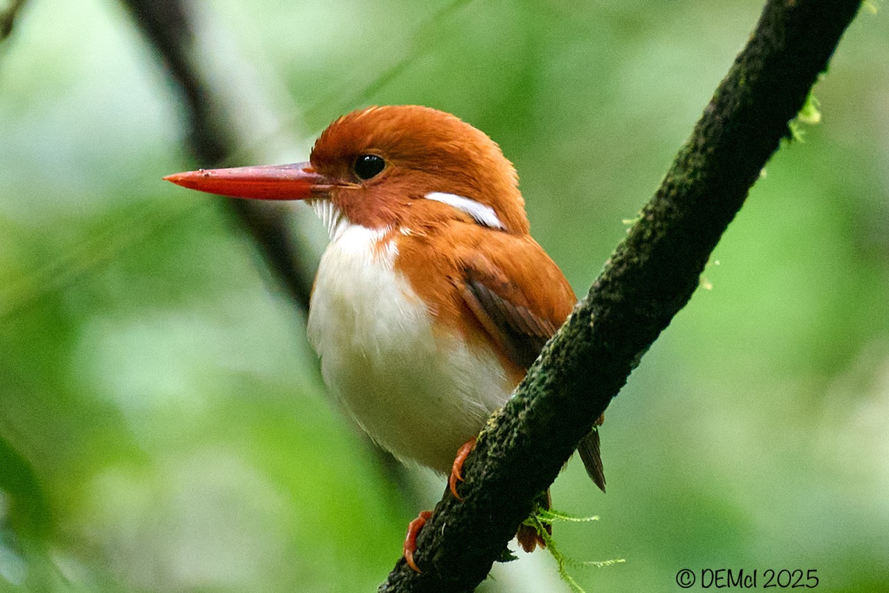 Madagascar kingfisher: a perfect place to go bird-watching.