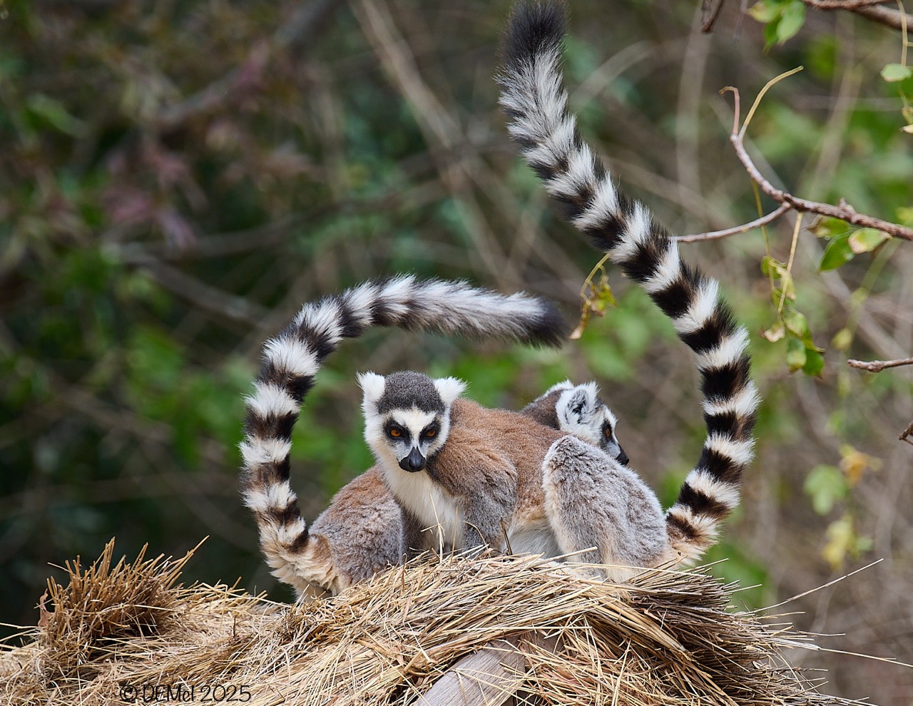 Madagascar lemurs