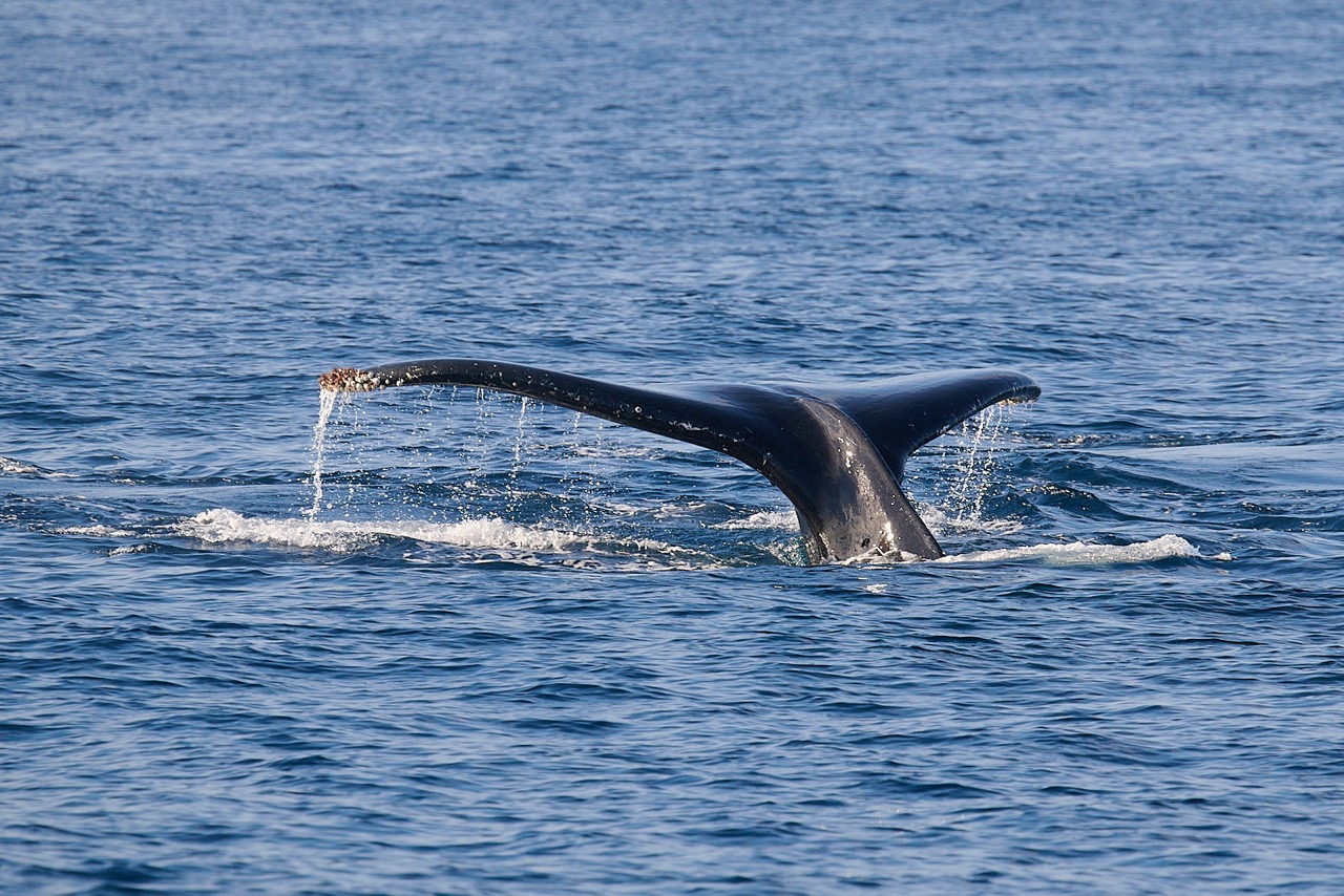Madagascar wildlife Whale