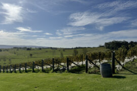 Cupitt’s Estate produces 4 tonnes of Sauvignon Blanc, but most of its wines are sourced from top NSW regions.