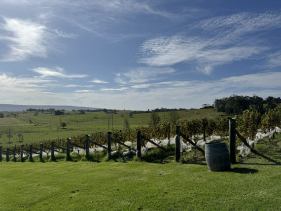 Cupitt’s Estate produces 4 tonnes of Sauvignon Blanc, but most of its wines are sourced from top NSW regions.