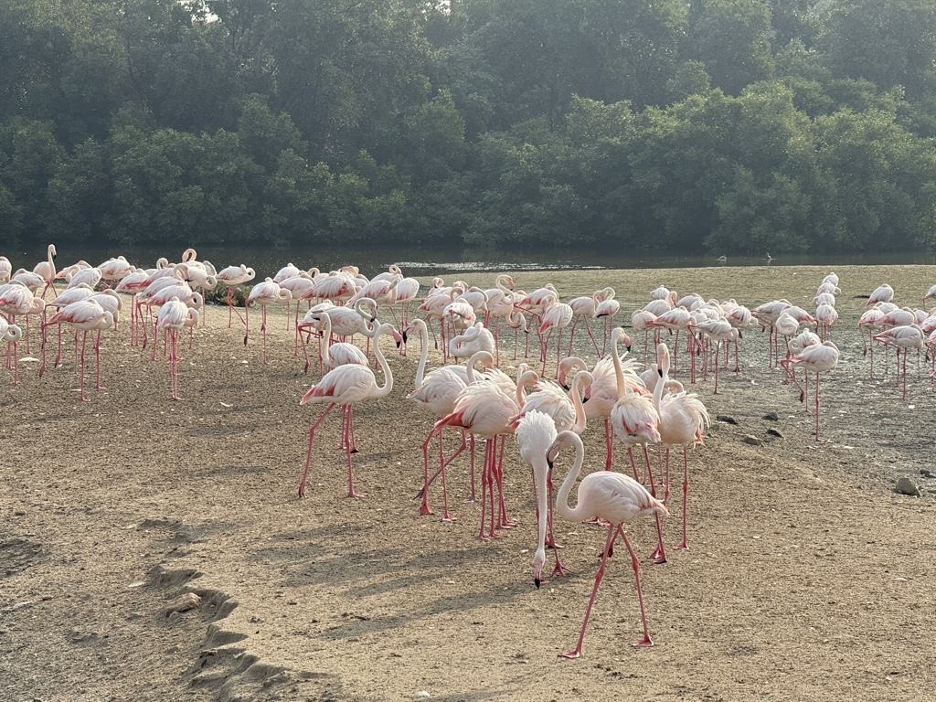 Flamingoes flock to the Ras Al Khor Wildlife Sanctuary.