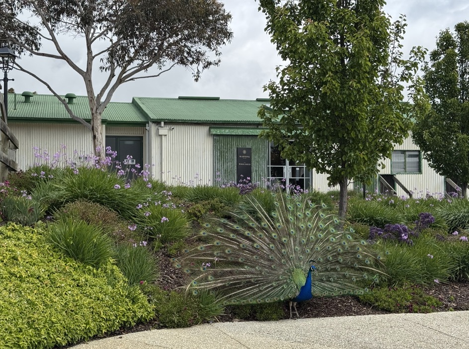 Marnong Estate resident peacock puts on a fine show.
