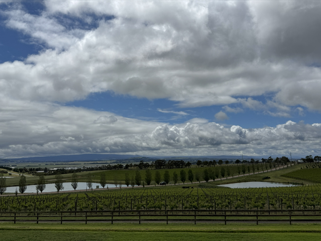 Marnong Estate vineyard