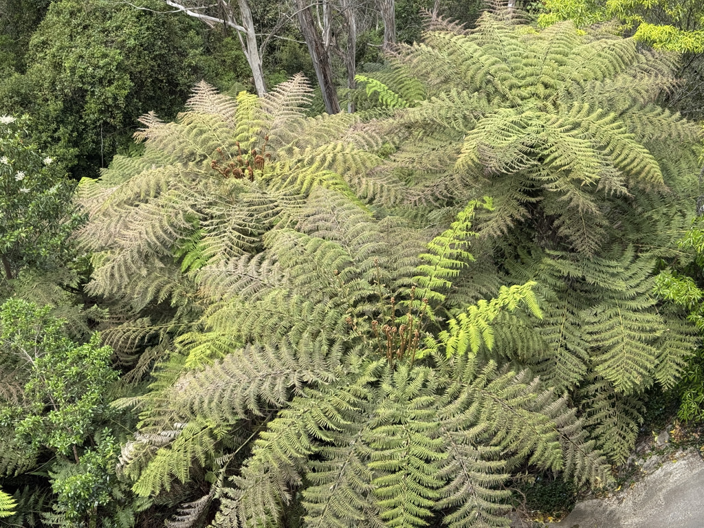 Scenic World Blue Mountains Ferns