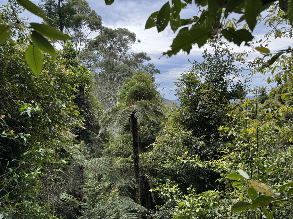 Deep in the forest, there’s a choice of hiking trails.