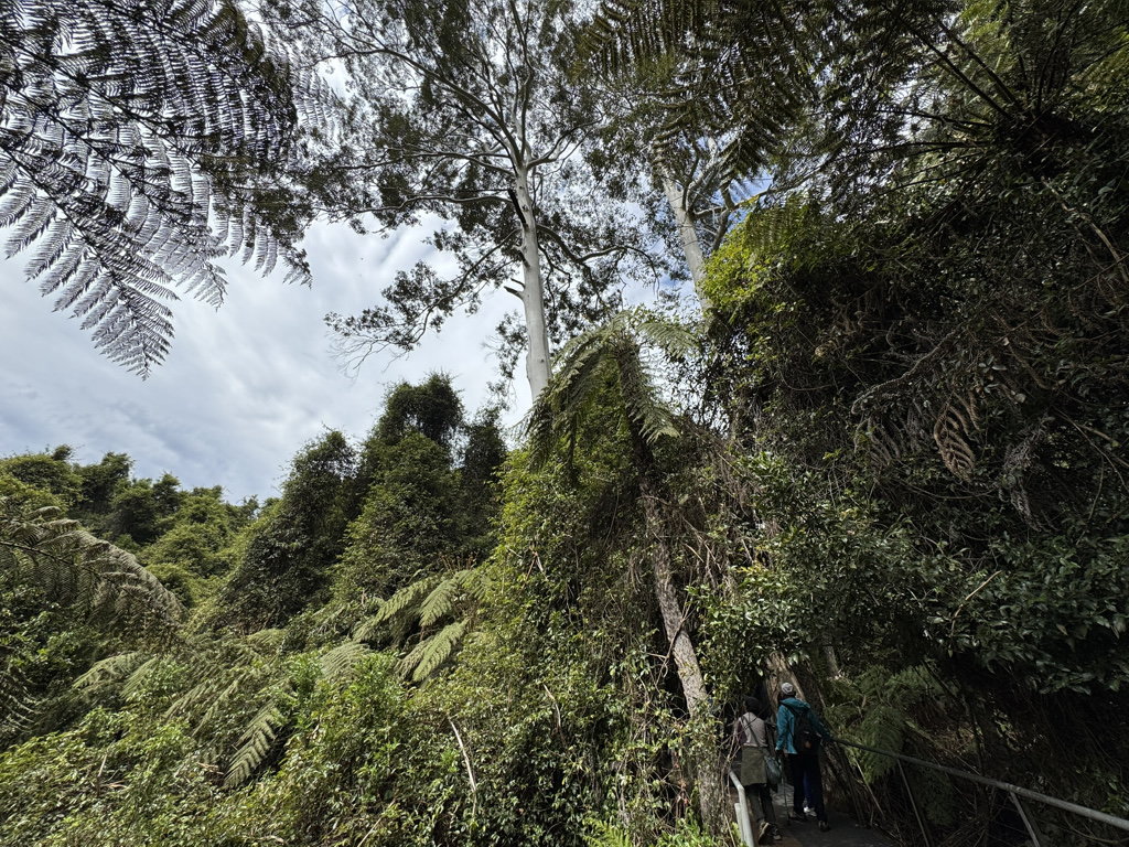 A web of hiking trails allows for exploration of the rainforest at your own pace.