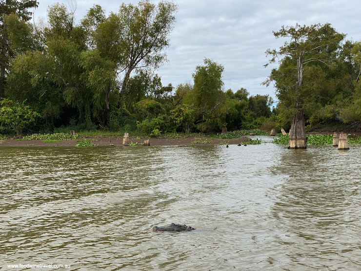 Alligator lurking in the water