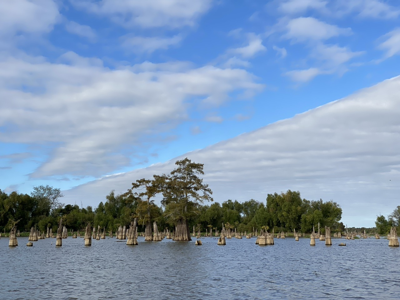 Atchafalaya Basin swamp is North America’s largest wetland.