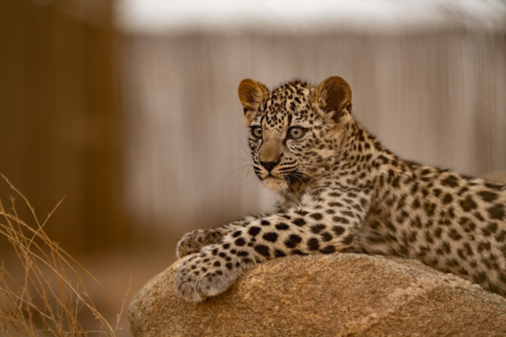 The Arabian Leopard: one of the world’s most endangered big cats.